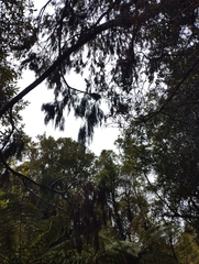 Dacrydium cupressinum