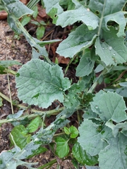 Brassica oleracea