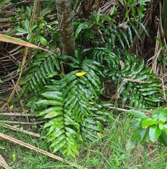 Asplenium oblongifolium
