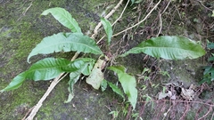Microsorum membranaceum