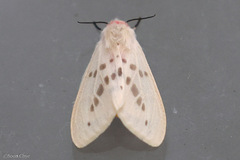 Lemyra bornemontana