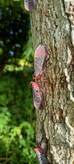 Kalidasa lanata