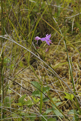 Calopogon tuberosus tuberosus