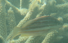 Lutjanus carponotatus