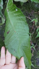 Microsorum membranaceum