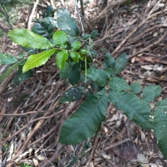 Alectryon tomentosus