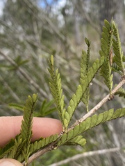 Phyllanthus lamprophyllus
