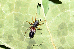Leptorchestes berolinensis