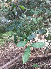 Alectryon tomentosus