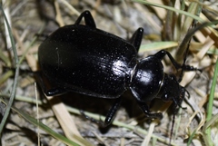 Calosoma marginale