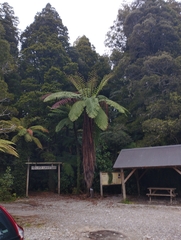 Cyathea medullaris