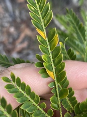 Phyllanthus lamprophyllus