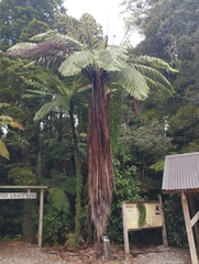 Cyathea medullaris