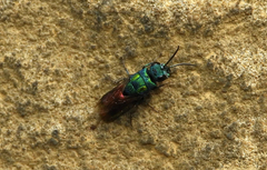 Chrysura austriaca