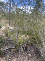 Phyllanthus lamprophyllus