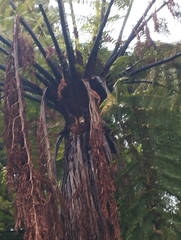 Cyathea medullaris