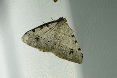 Digrammia pallidata