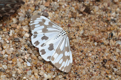 Nyctemera adversata