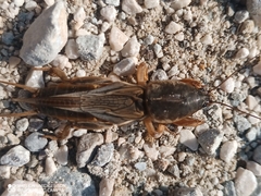 Gryllotalpa