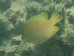 Pomacentrus moluccensis