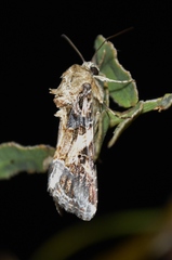 Spodoptera latifascia