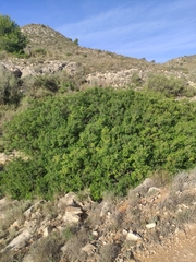Pistacia lentiscus