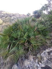 Chamaerops humilis