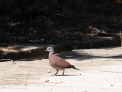 Streptopelia tranquebarica