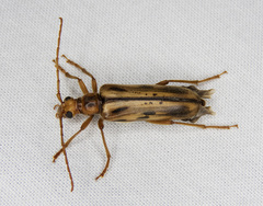 Ortholeptura valida