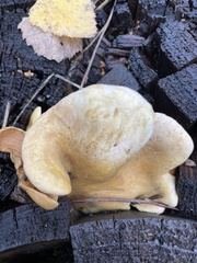 Tapinella panuoides
