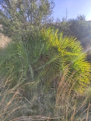 Chamaerops humilis