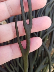 Codium tomentosum