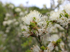 Melaleuca halmaturorum