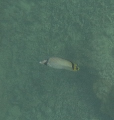 Chaetodon vagabundus