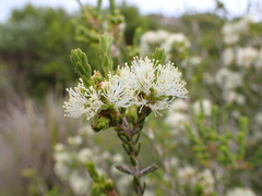 Melaleuca halmaturorum