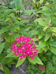 Pentas