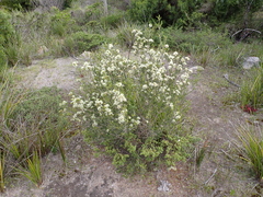 Melaleuca halmaturorum