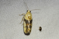 Spragueia obatra
