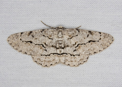 Stenoporpia pulmonaria