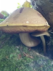 Pseudoboletus parasiticus