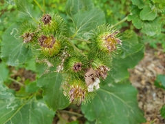 Arctium