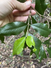 Atractocarpus chartaceus