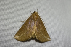 Phyprosopus callitrichoides