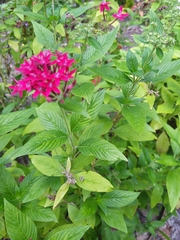 Pentas