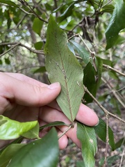 Atractocarpus chartaceus