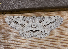 Stenoporpia pulmonaria