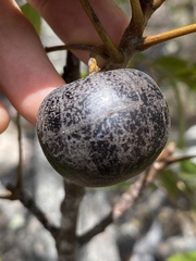 Pleiogynium timoriense