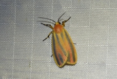 Hypoprepia fucosa