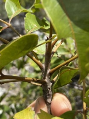 Pleiogynium timoriense