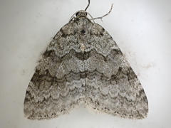 Epirrita dilutata